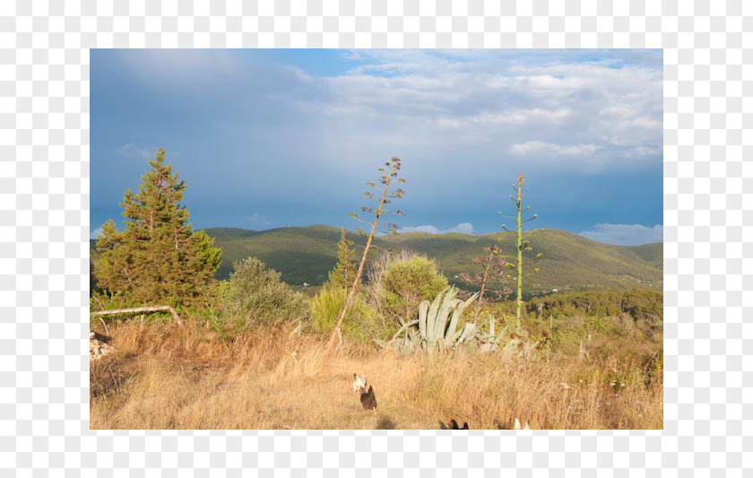 Park Shrubland National Steppe Grassland Plain PNG