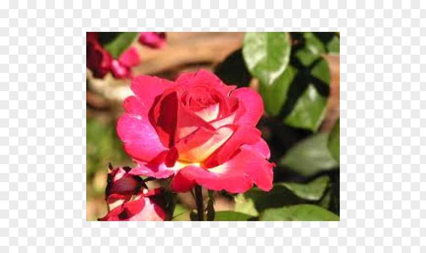 Rose Floribunda Garden Roses Pink Shrub PNG