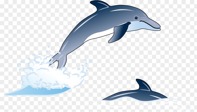 Sea Dolphin Element Vector Effects Common Bottlenose Short-beaked Tucuxi Rough-toothed Wholphin PNG