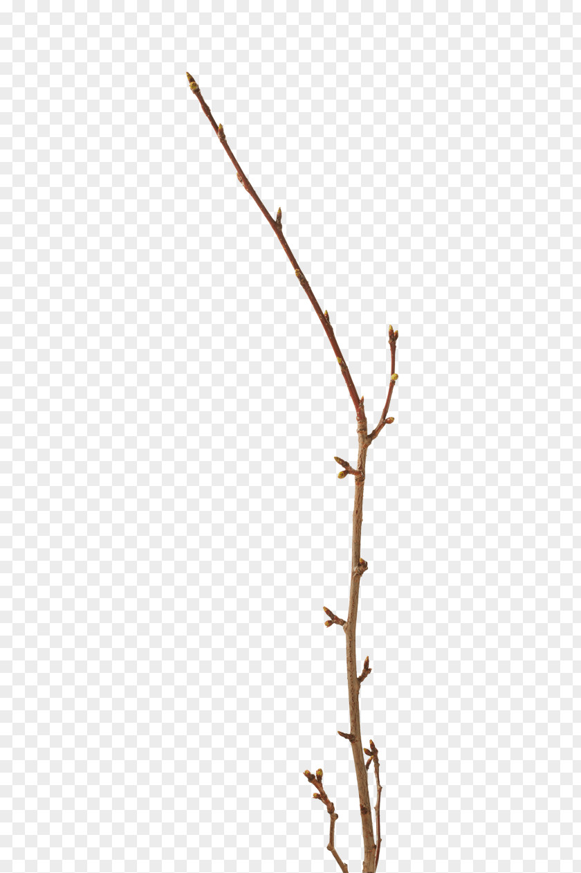 Shinola Twig Plant Stem Leaf Line PNG