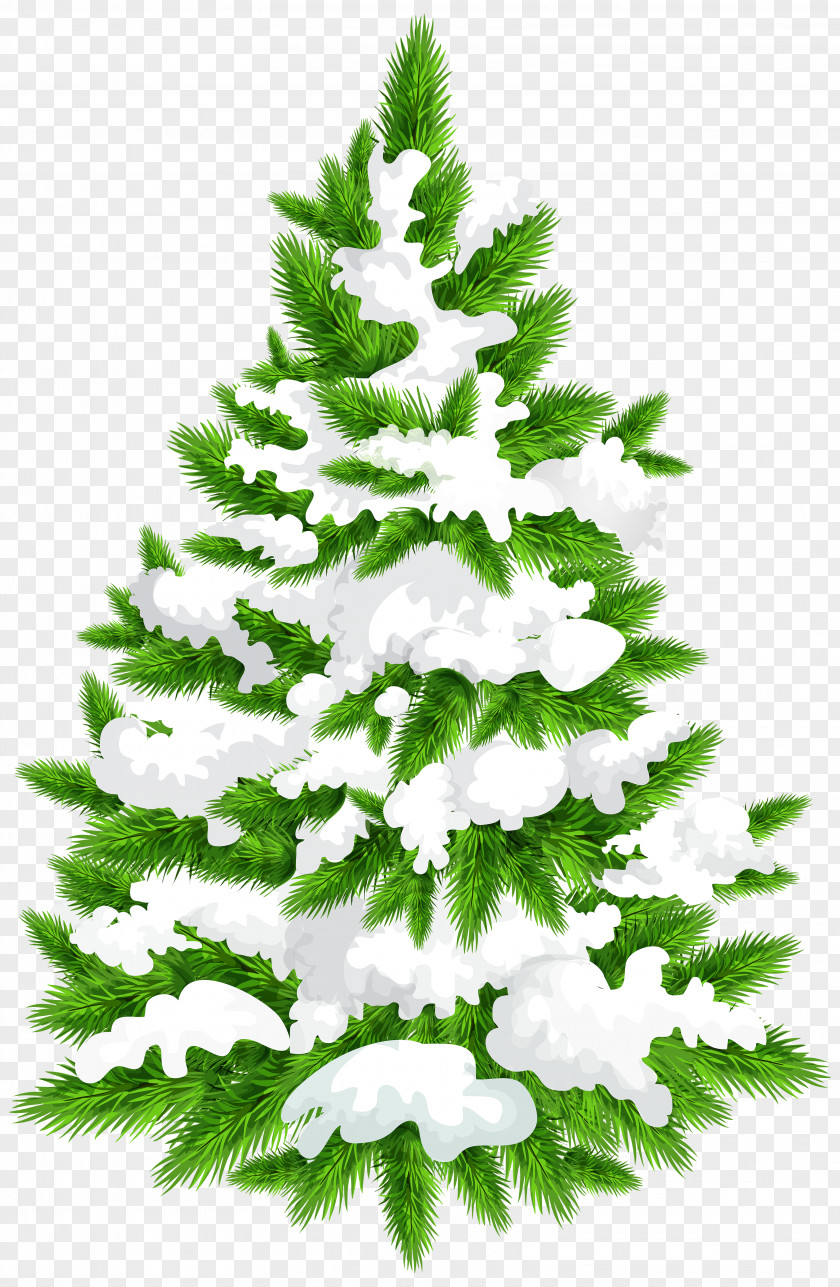 Snowy Pine Tree Clip Art Image Christmas PNG