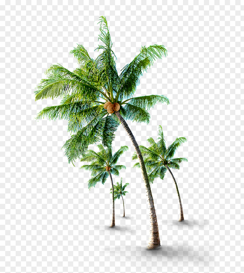 Tropical Coconut Trees Arecaceae Tree PNG