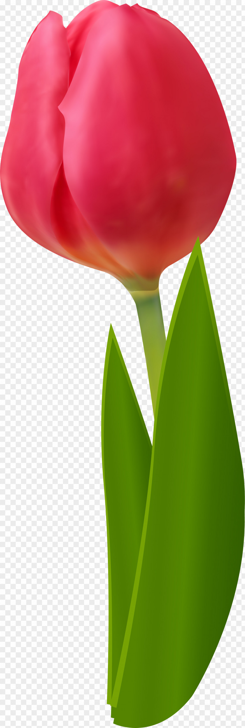 Tulip Cut Flowers Red Clip Art PNG