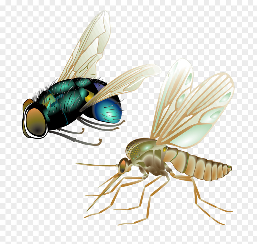 Cartoon Insects Mosquito Insect Fly Vector PNG