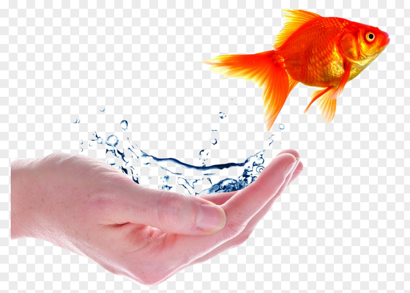 Fish Desktop Wallpaper Goldfish Apple PNG
