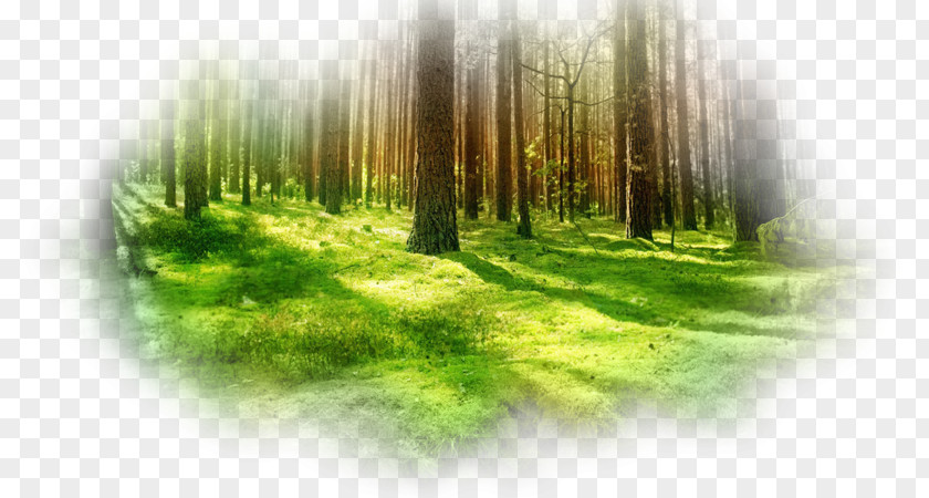 Forest Desktop Wallpaper Fall High-definition Television 1080p PNG
