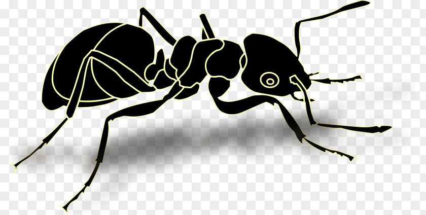 Insect Ant Vector Graphics Clip Art Image PNG