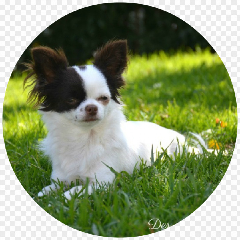 Puppy Chihuahua Phalène Papillon Dog Breed PNG