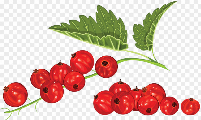 Berries Blackcurrant Redcurrant Blueberry Clip Art PNG