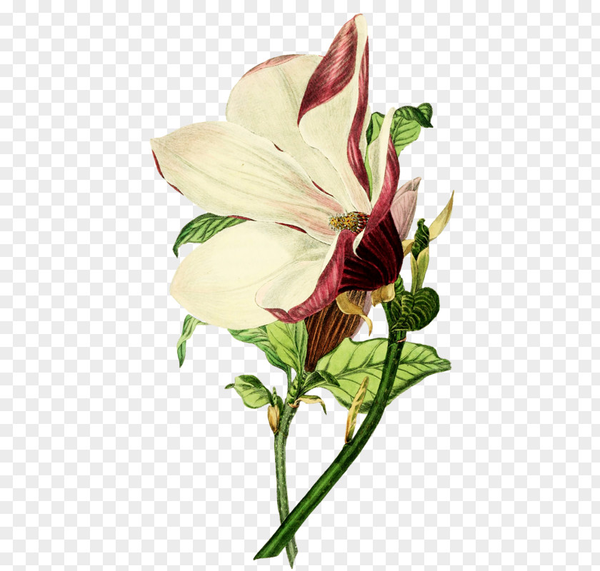 Botanical Illustration Drawing Magnolia Liliiflora PNG