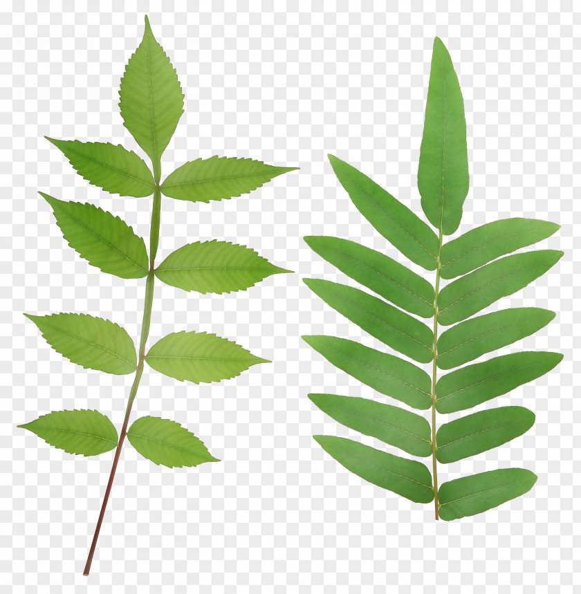 Herbaceous Plant Azadirachta Indica Flower Stem PNG