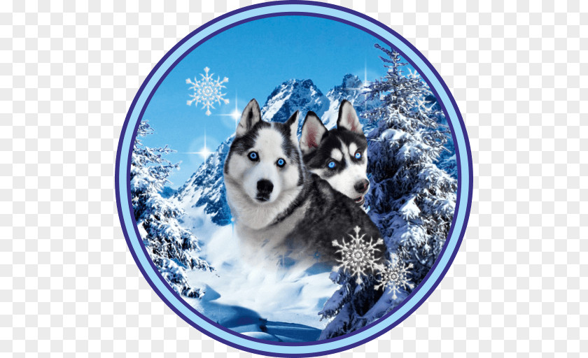 Husky Miniature Siberian Sakhalin Canadian Eskimo Dog Alaskan Malamute PNG