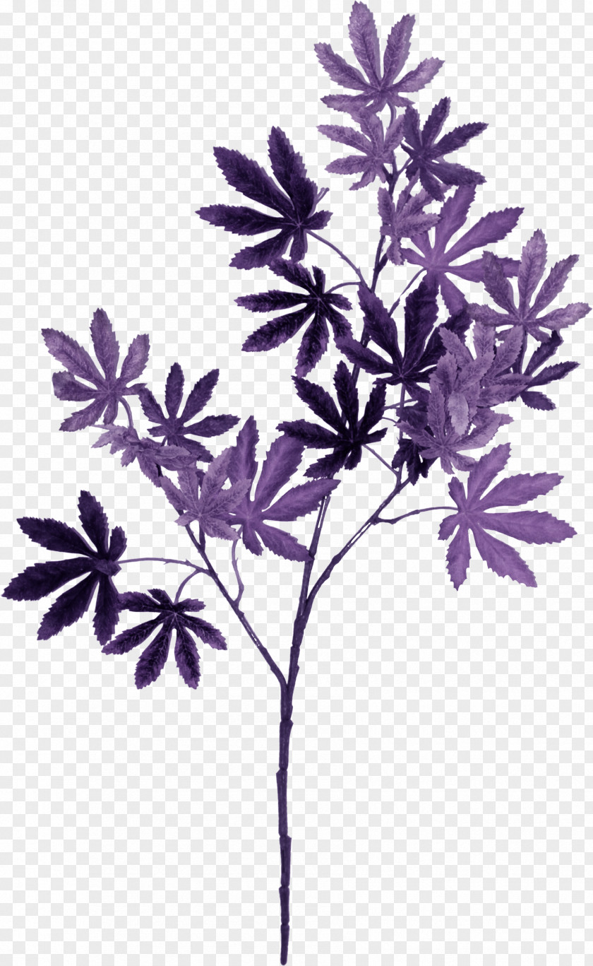 Maple Leaf Violet Lilac Purple Color PNG
