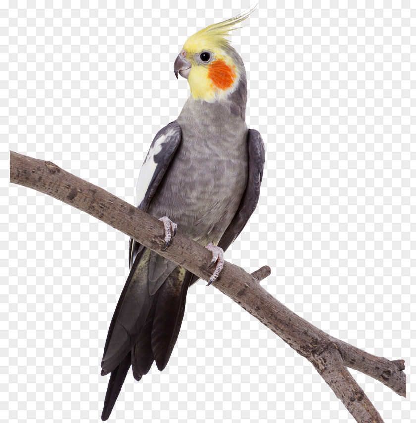 Zoo Background Parrot Stock Photography Bird Budgerigar PNG