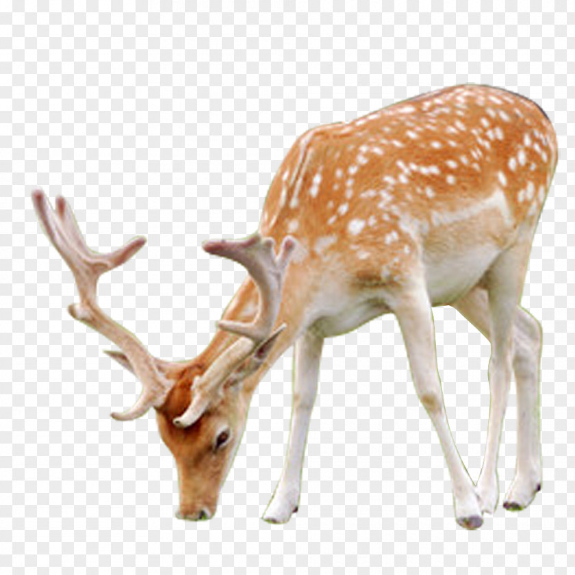 FIG Deer Sika Velvet Antler PNG