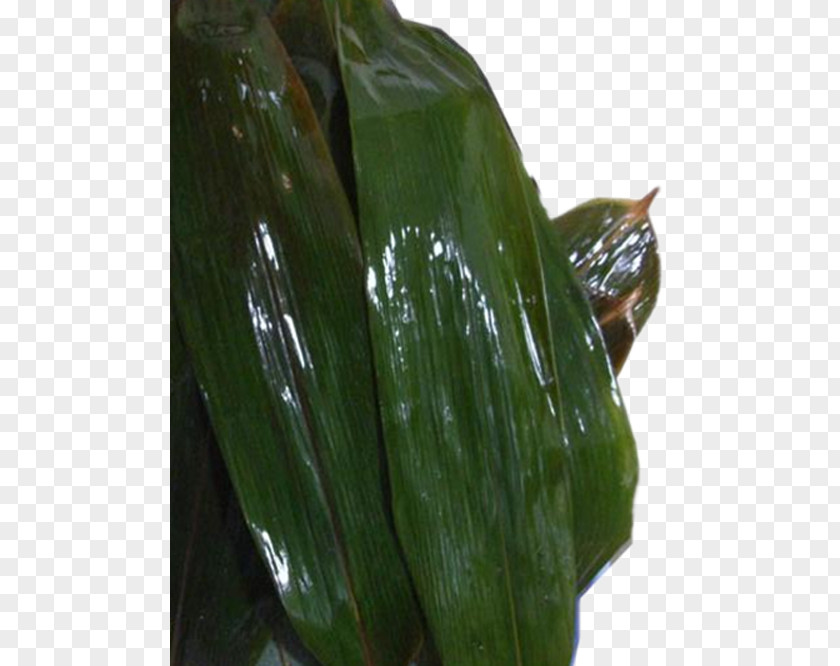Natural Growth Of Bamboo Leaves Suman Zongzi Banana Leaf PNG