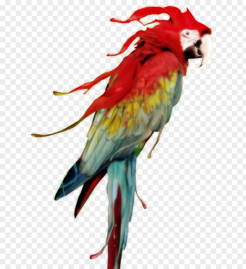 Parrot Red-and-green Macaw Scarlet Great Green PNG