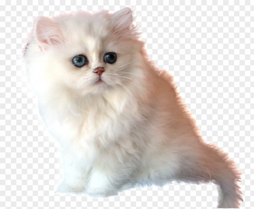 PATAS Persian Cat British Semi-longhair Asian Kitten Ragamuffin PNG