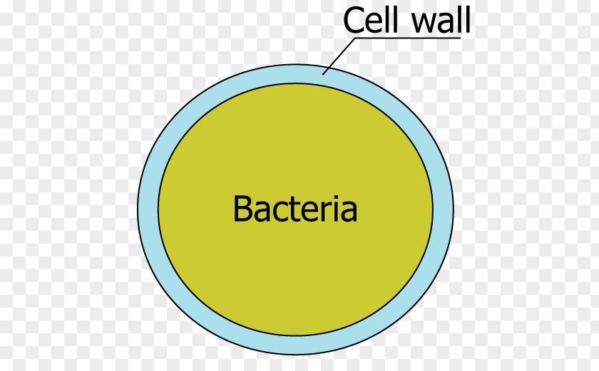 Cell Wall Bacterial Structure Flagellum PNG