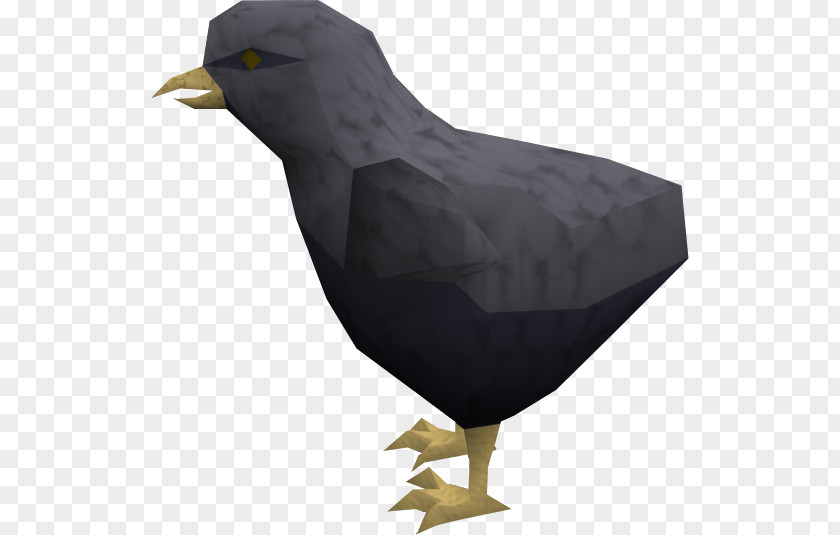 Raven Bird Chicken Beak Kifaranga Baltimore Ravens PNG