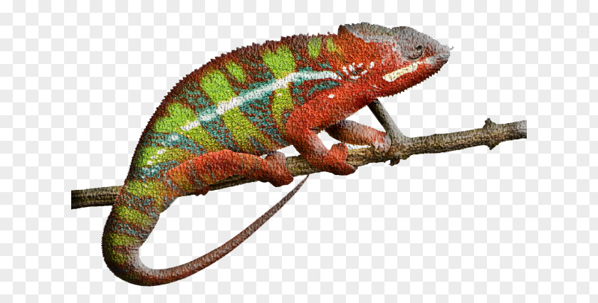 Animal,chameleon Panther Chameleon Reptile Ambilobe Lizard Stock Photography PNG