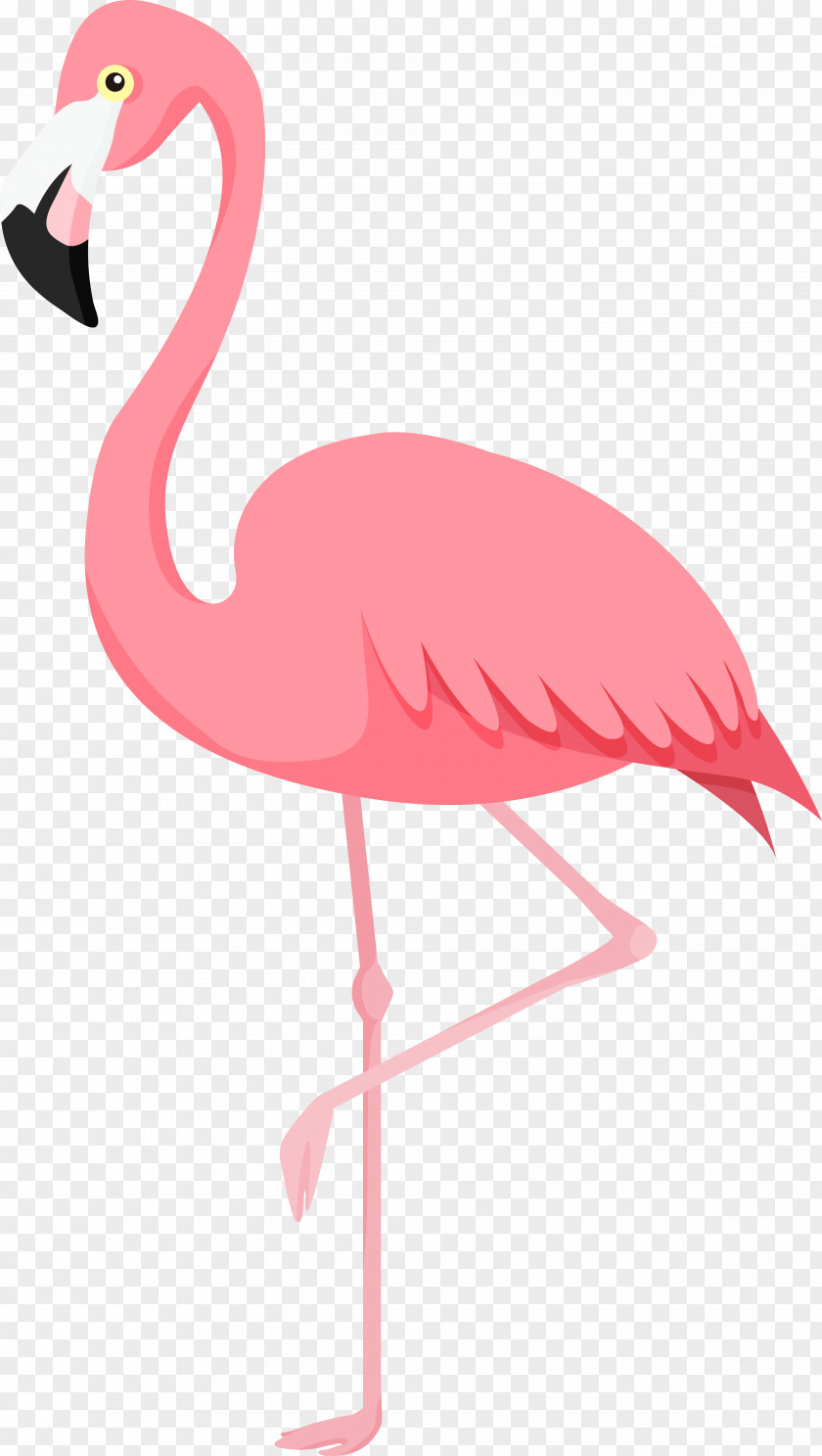 Bird Flamingos PNG