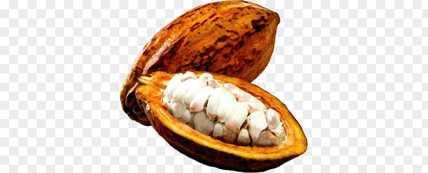 Cacao PNG clipart PNG