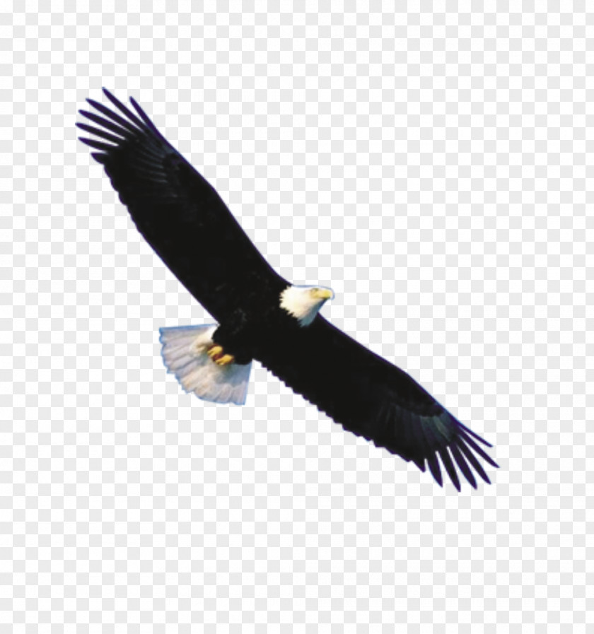 Eagle Bald Flight Bird PNG