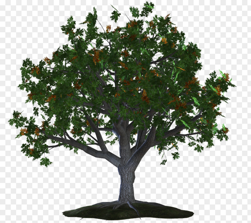 Albero Prima Categoria Tree Girone Branch Celts PNG