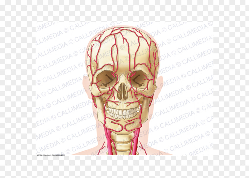 Ear Artery Head Neck Anatomy PNG