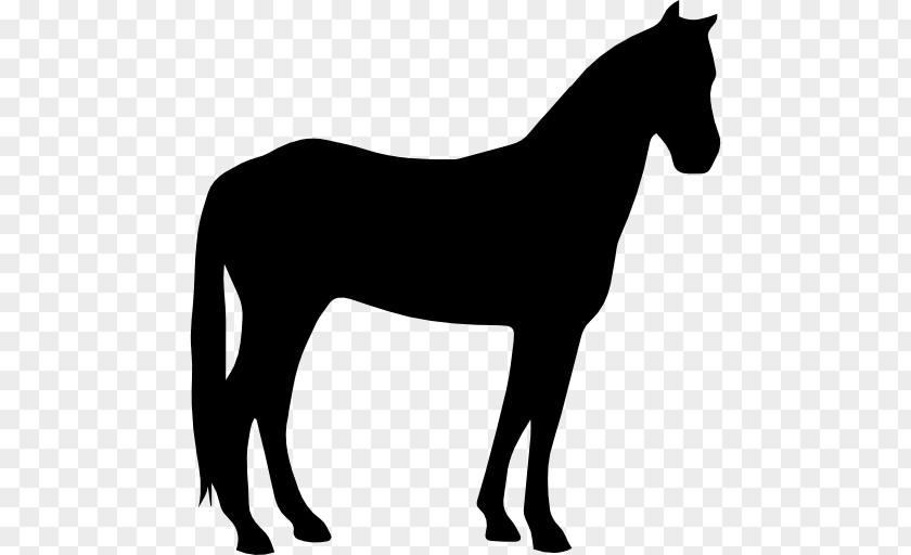 Horse Silhouette Criollo Arabian American Paint Quarter Howrse PNG