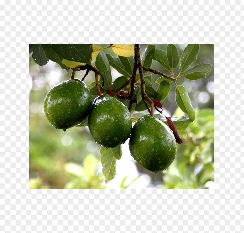 Avocado Fruit Tree Hass Tropical PNG