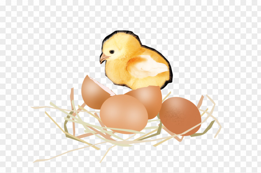 Broken Shell Chick Chicken Egg Duck PNG
