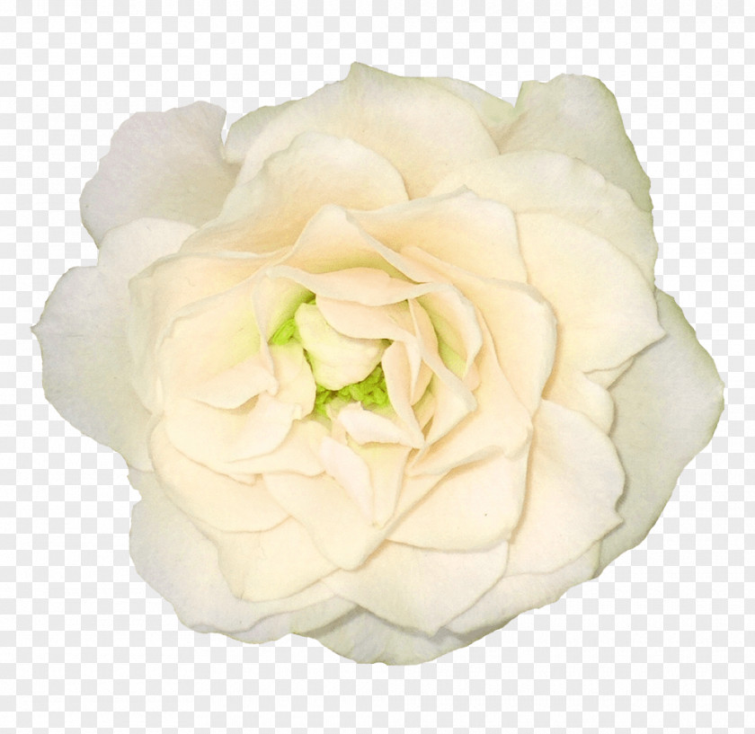 Large White Rose PNG Rose, white rose illustration clipart PNG