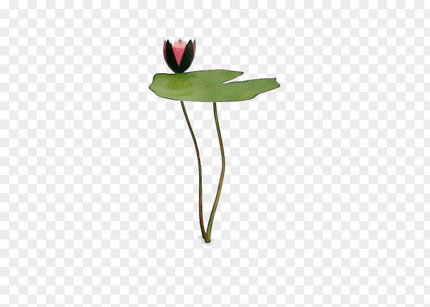 Petal Water Lily Flower Plant Leaf Stem Pedicel PNG