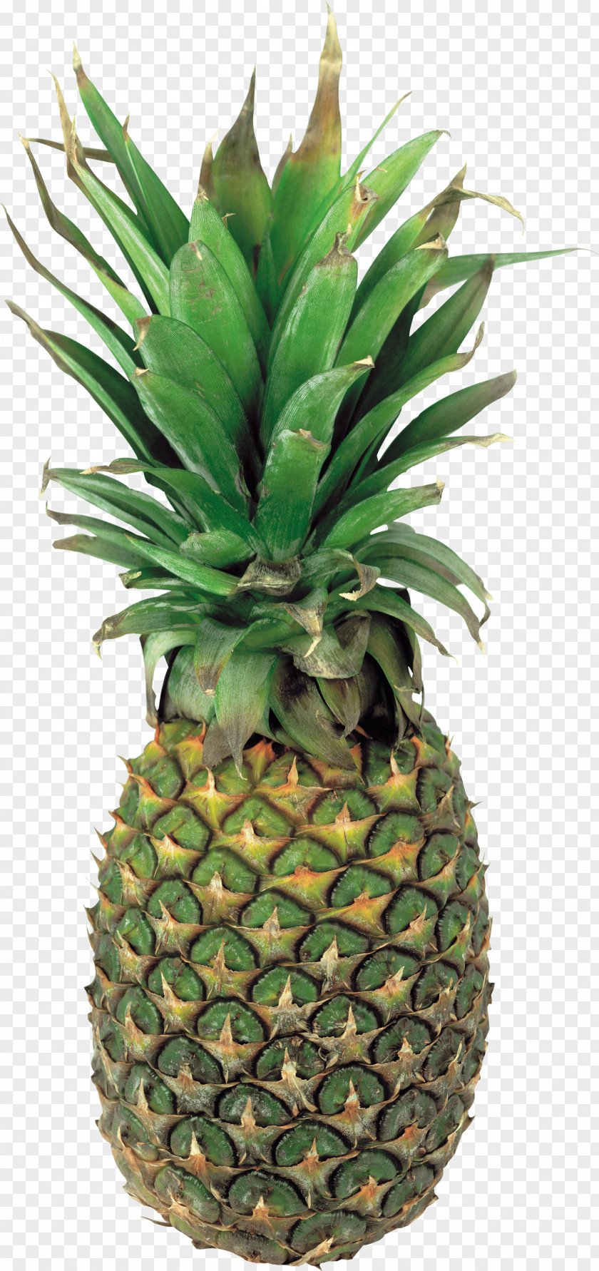 Pineapple Image Download Flowerpot Genetically Modified Organism PNG
