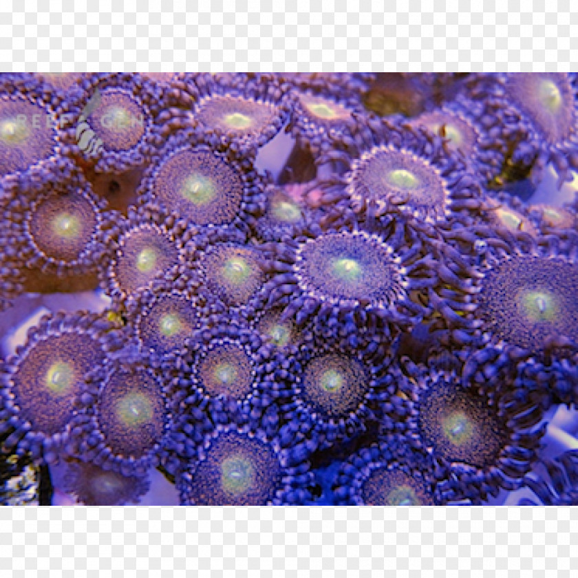 Sneeze Stony Corals Sea Anemone Coral Reef PNG