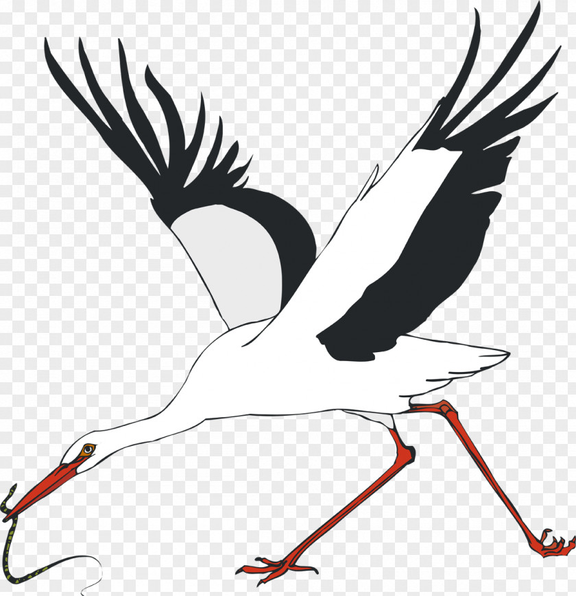 Stork White Water Bird Crane PNG