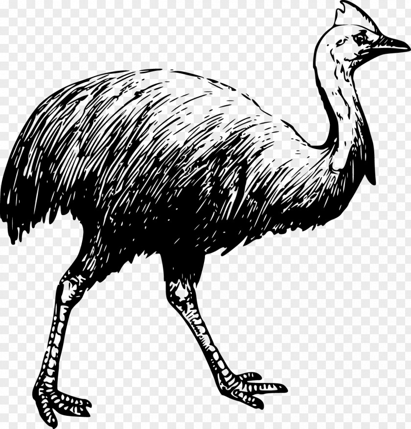 Vector Ostrich Bird Southern Cassowary Common Drawing PNG