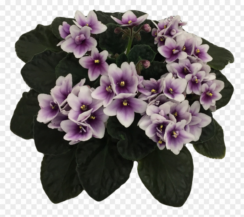Violet African Society Of America Violets Plant Dallas PNG