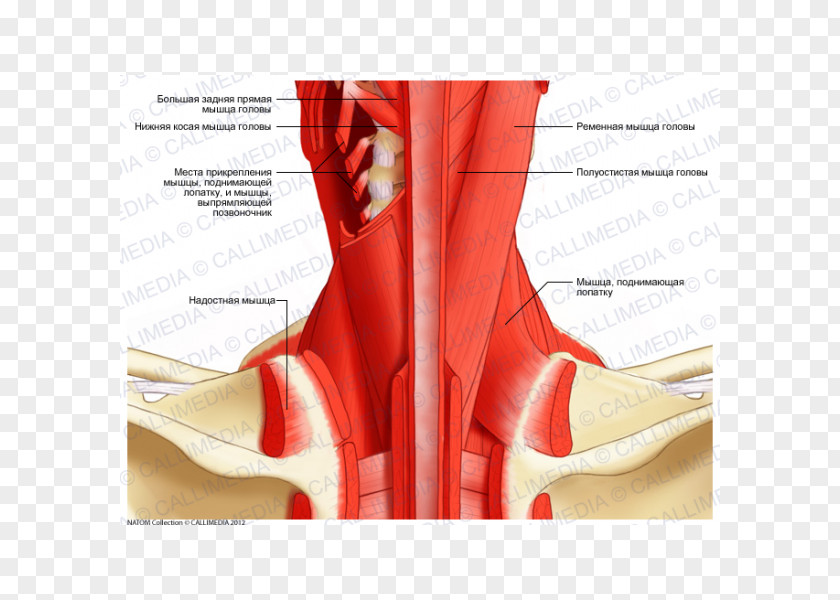 Erector Spinae Posterior Triangle Of The Neck Head And Anatomy Human Body Muscle PNG