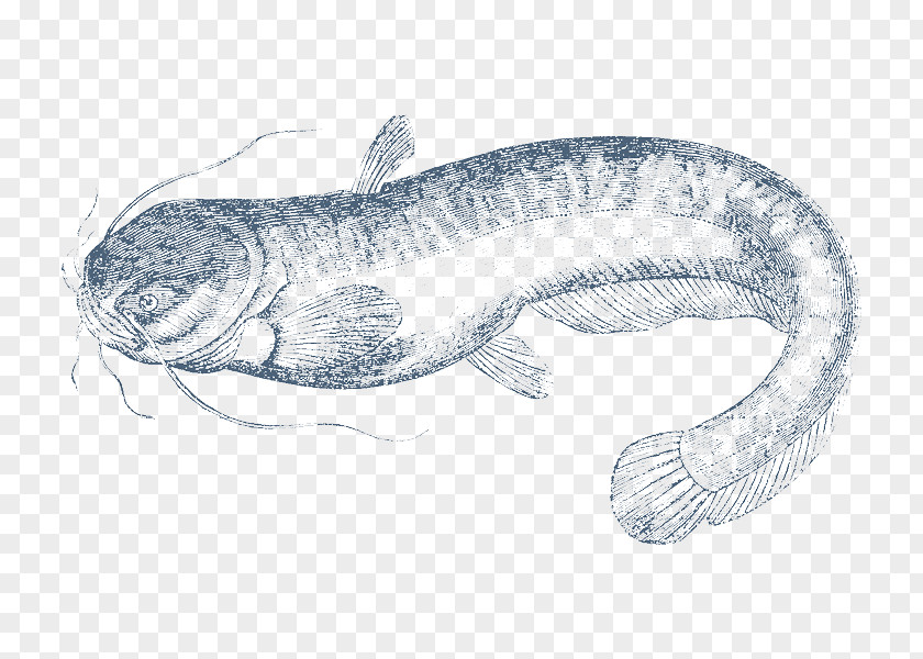 Fish Wels Catfish Pecel Lele Clarias PNG