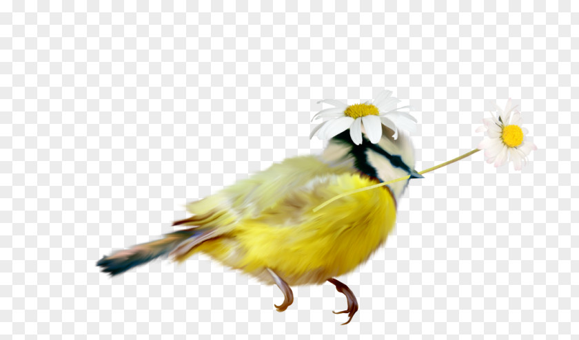 Flower Yellow Bird PNG