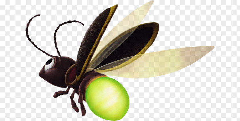 Insect Butterfly Tinker Bell Pollinator PNG