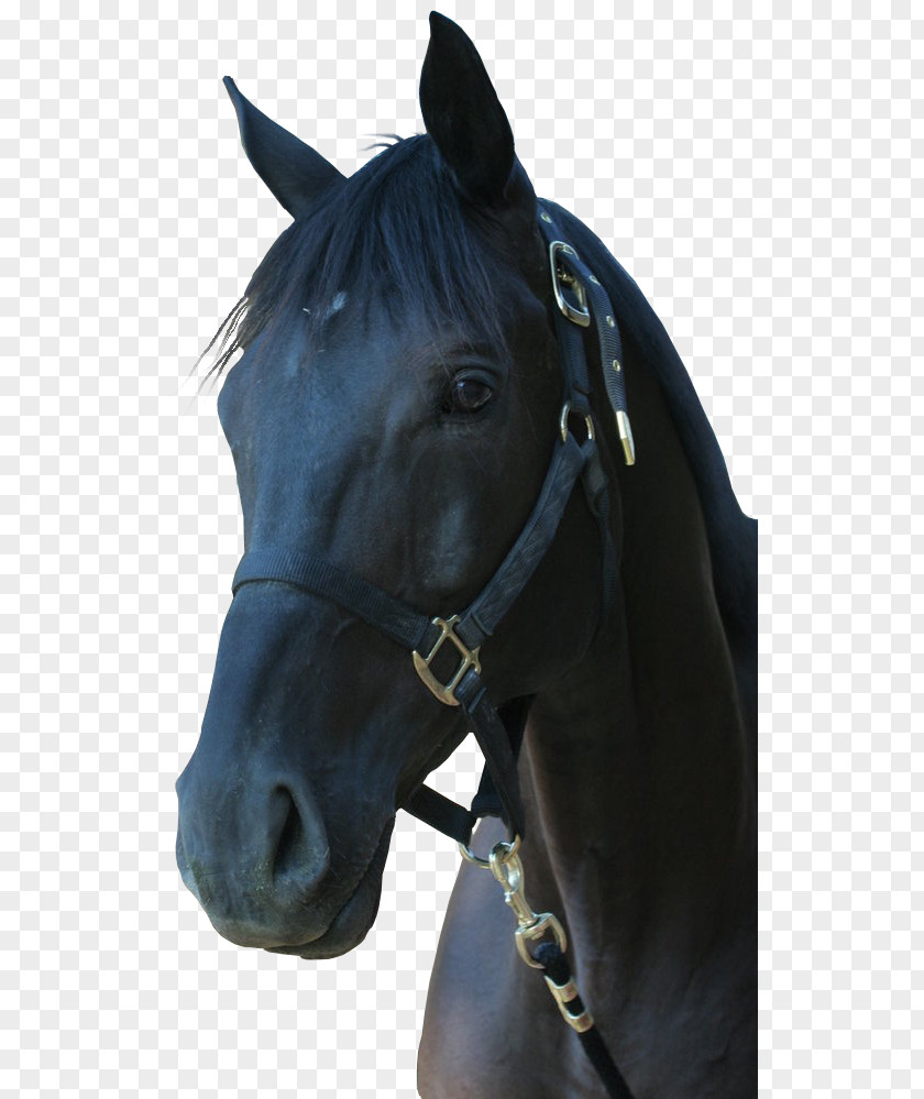 Maca Through Horse Image,Dark Drawing Vecteur PNG