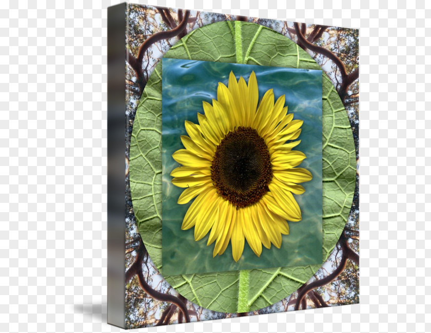 Sunflower 3D Seed M Sunflowers PNG