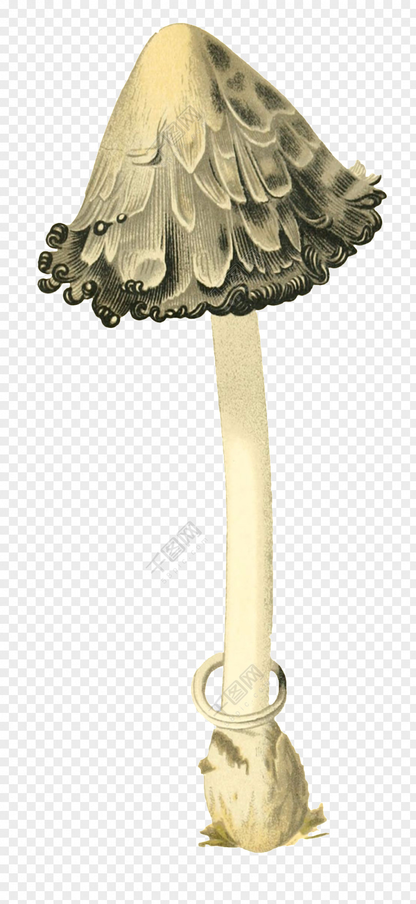 Wild Mushrooms Stock Photography Royalty-free Mushroom Image PNG