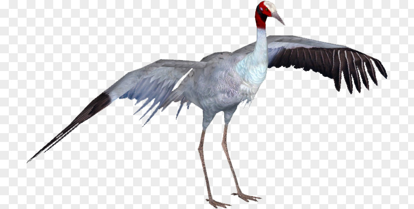 Ciconiiformes Wildlife Crane Bird PNG