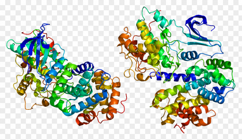 Cyclin A2 Protein Cyclin-dependent Kinase Gene PNG