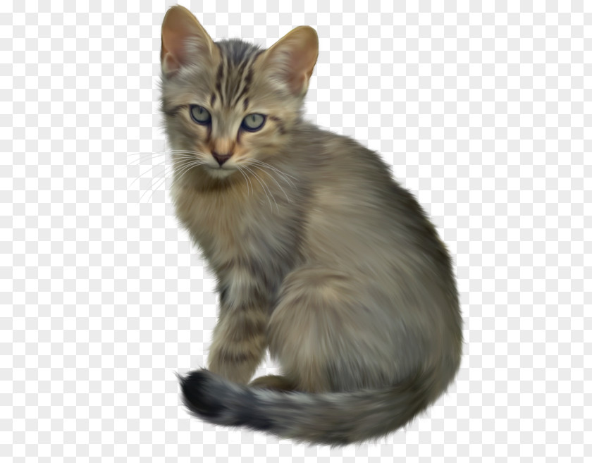 Dog Maine Coon PNG